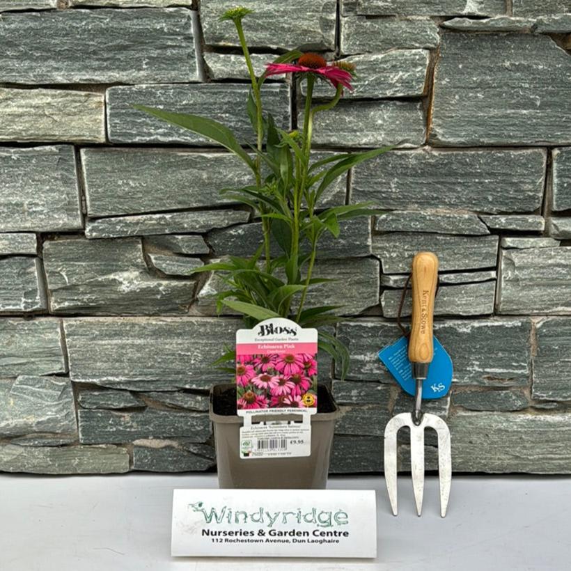 Echinacea Sunseekers Salmon - Image 2