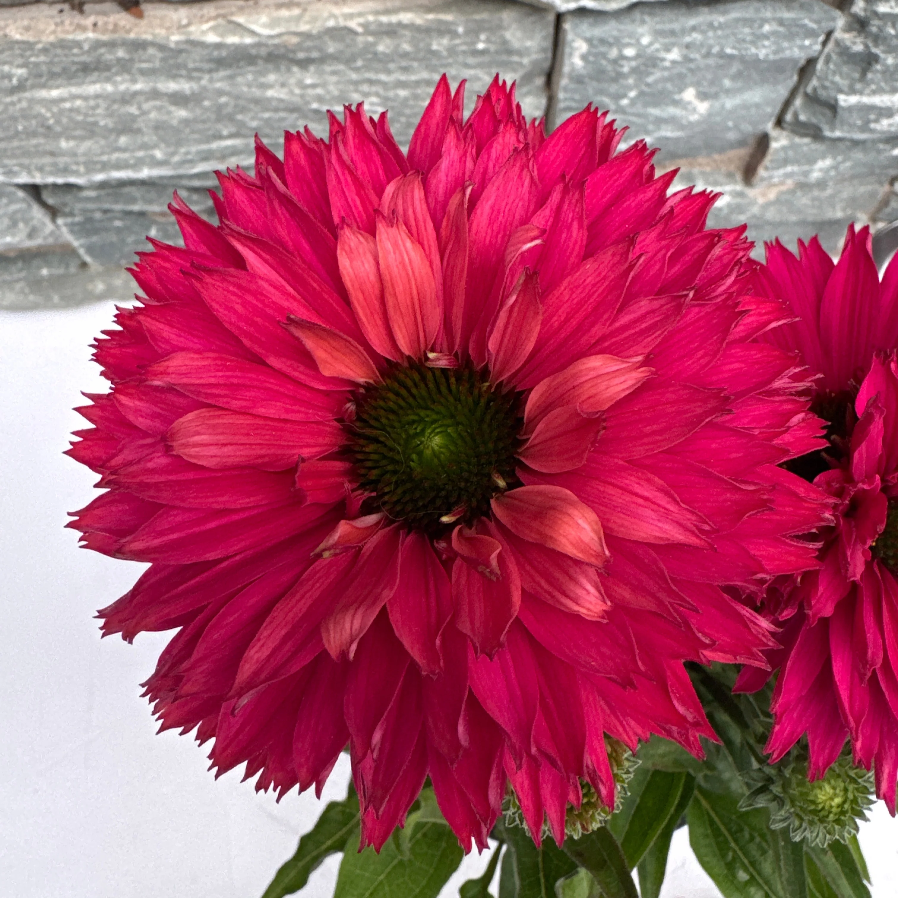 ECHINACEA SunSeekers Sweet Fuchsia 2Ltr Pot - Image 3