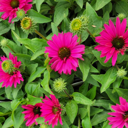 ECHINACEA SunSeekers Sweet Fuchsia 2Ltr Pot - Image 4