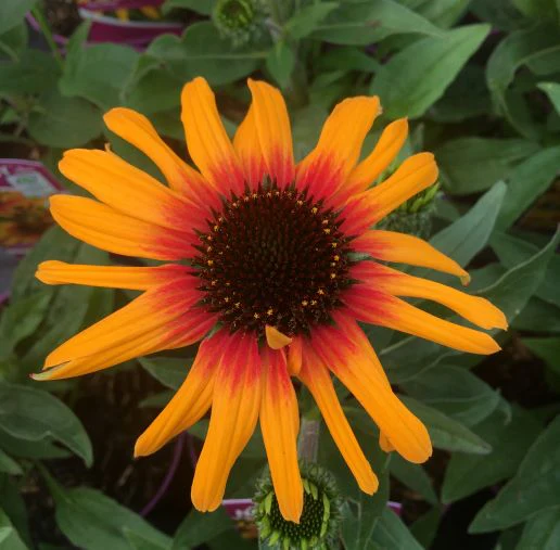 ECHINACEA SunSeekers Tequila Sunrise