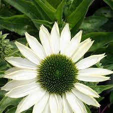 Echinacea SunSeekers White