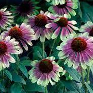 ECHINACEA Sweet Sandia