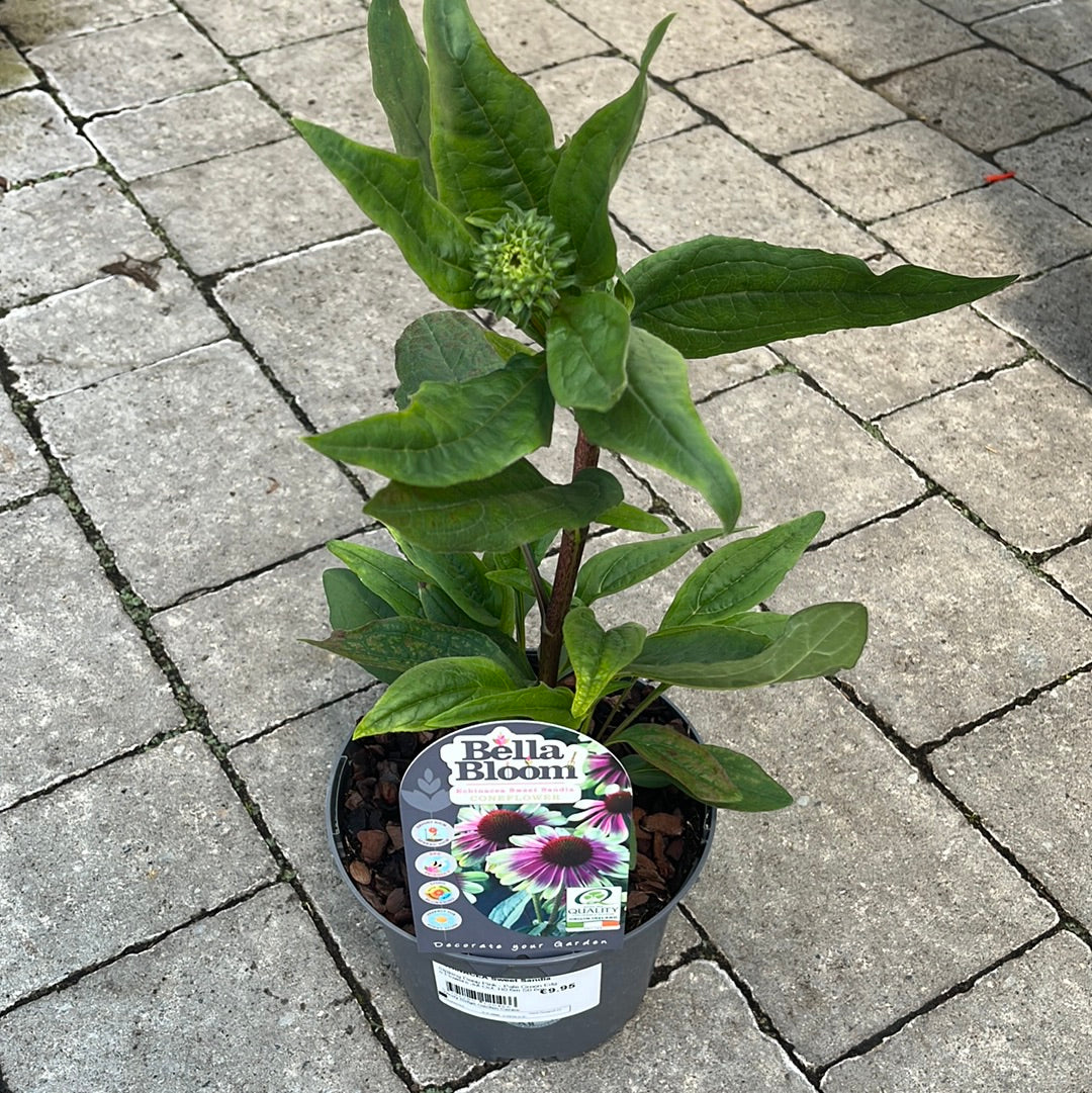 ECHINACEA Sweet Sandia - Image 2