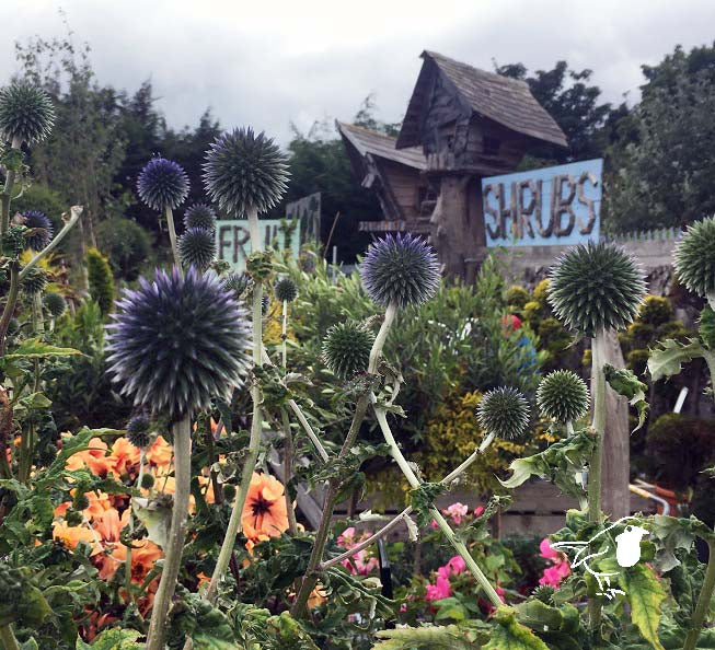 Echinops Ritro