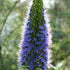 Echium candicans - Image 2