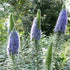 Echium candicans - Image 3