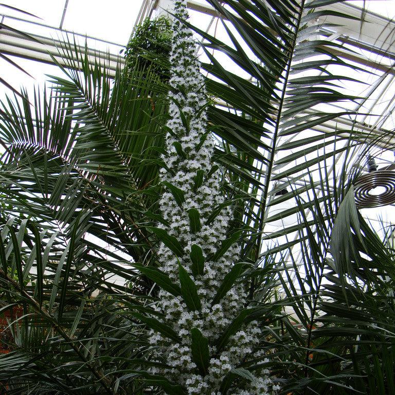 Echium pininana Snow Tower - Image 2