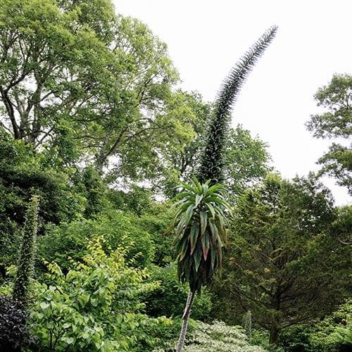 Echium pininana Snow Tower - Image 3