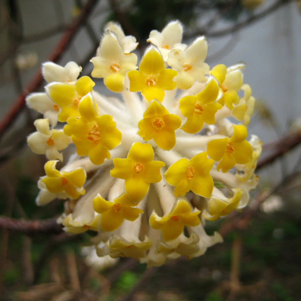 Edgeworthia chrys. Grandiflora - Image 2