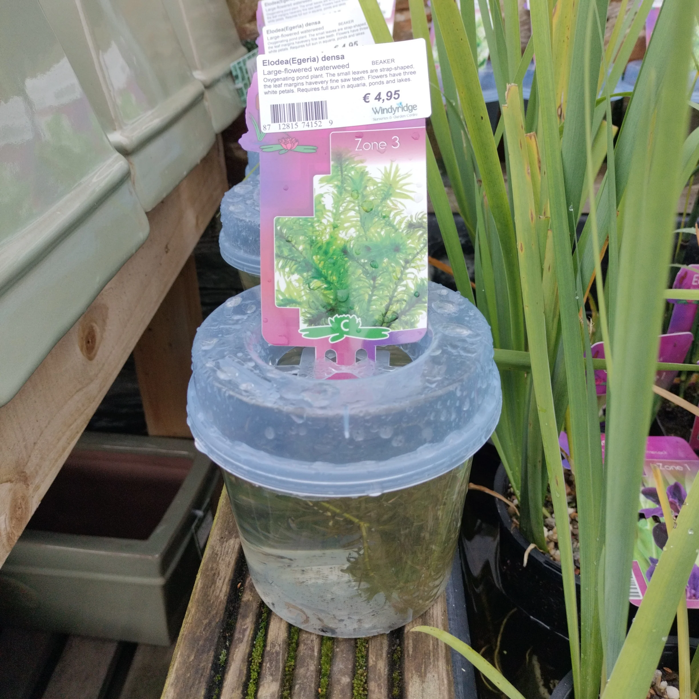 Elodea(Egeria) densa in Container - Image 4