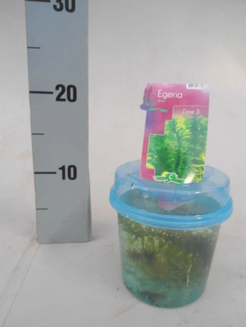 Elodea(Egeria) densa in Container - Image 5