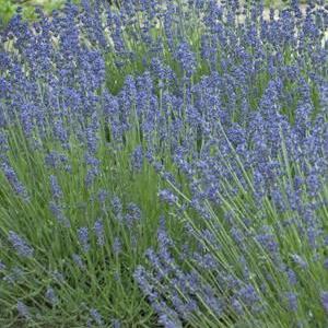 LAVANDULA an. Essence Purple (Lavender) - Image 3