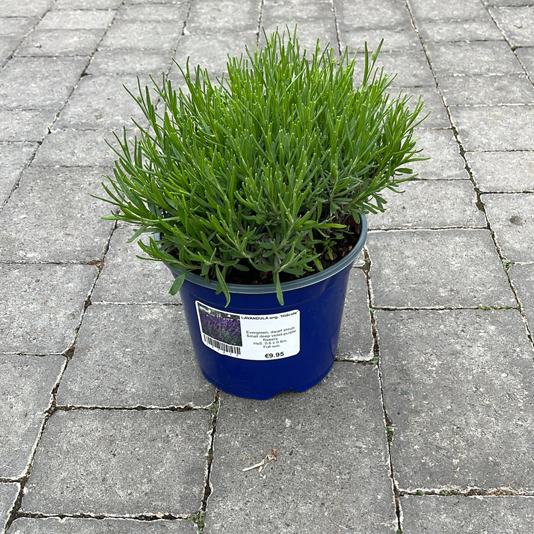 English Lavender (Lavandula Angustifolia Hidcote) - Image 3