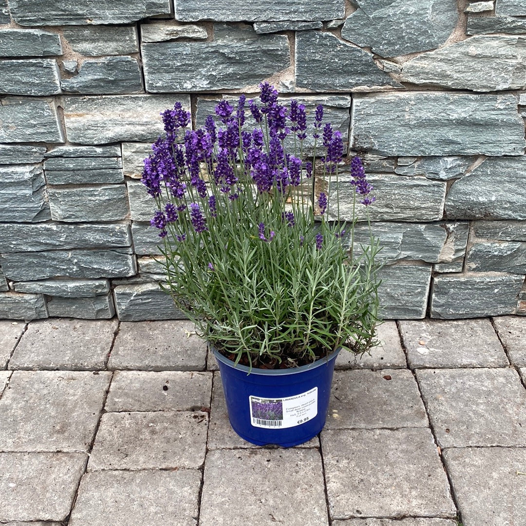English Lavender (Lavandula Angustifolia Hidcote) - Image 4