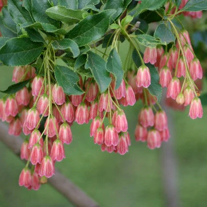 Enkianthus Campanulatus