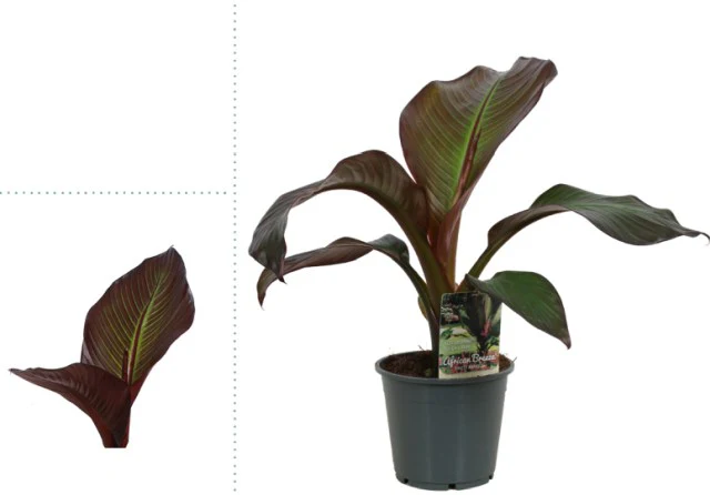 Ensete vertr. Maurelii / P14 - Image 2