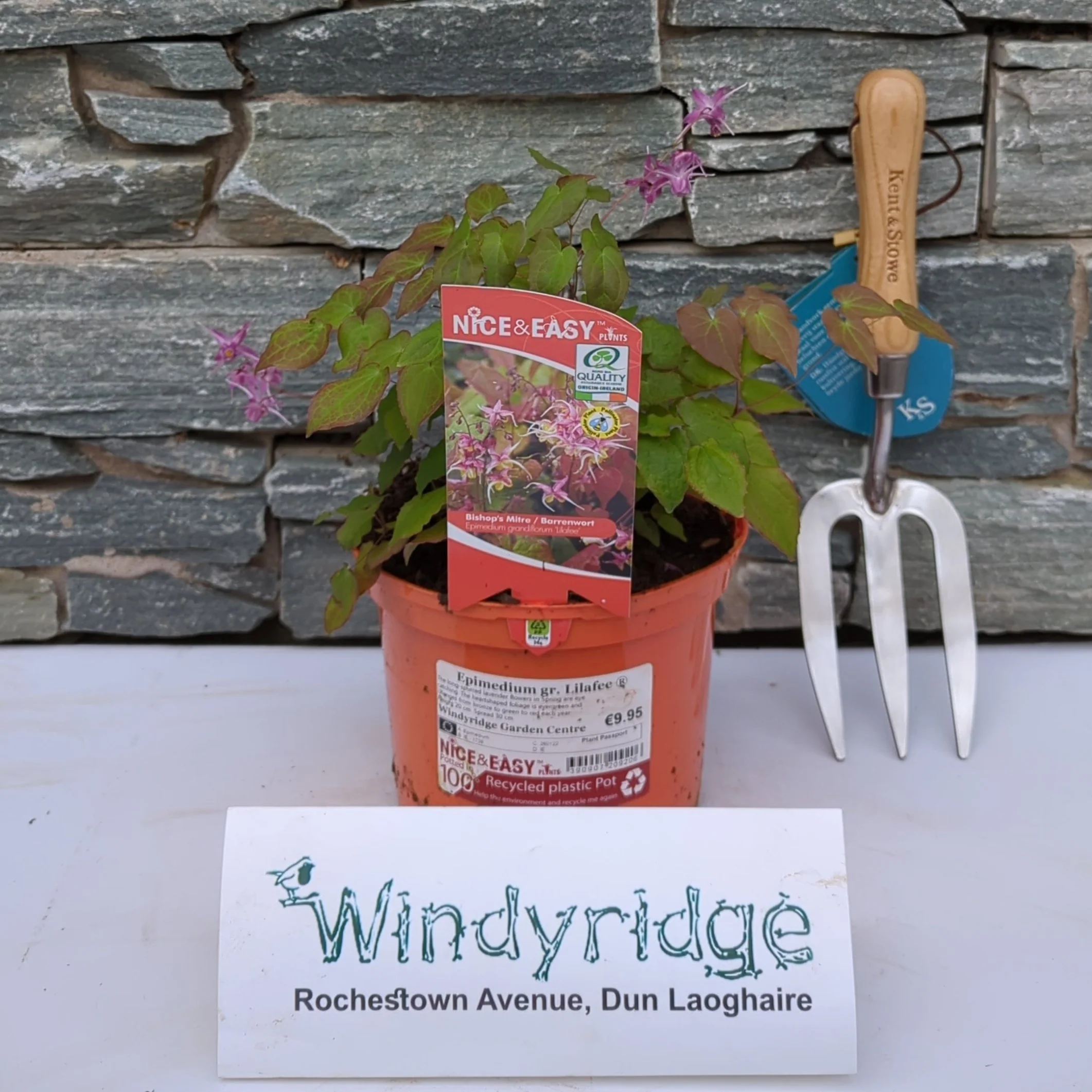 Epimedium gr. Lilafee - Image 2