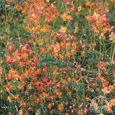 EPIMEDIUM  Orangekonigin