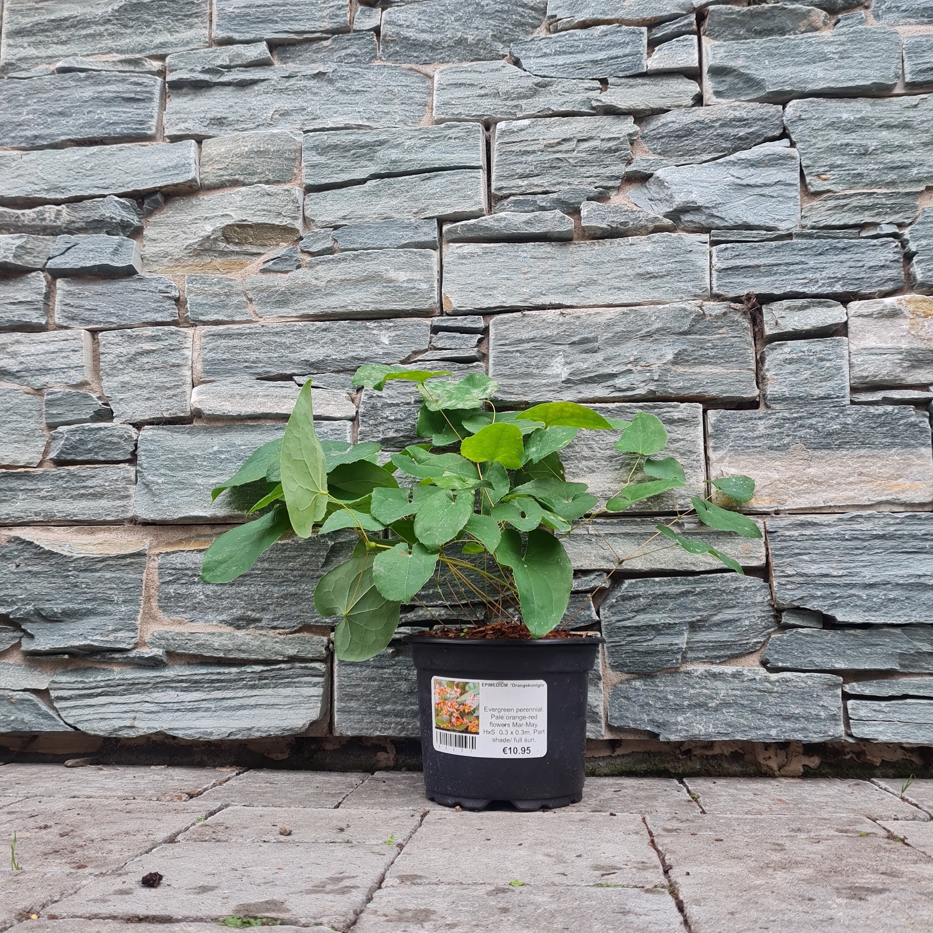 EPIMEDIUM  Orangekonigin - Image 3