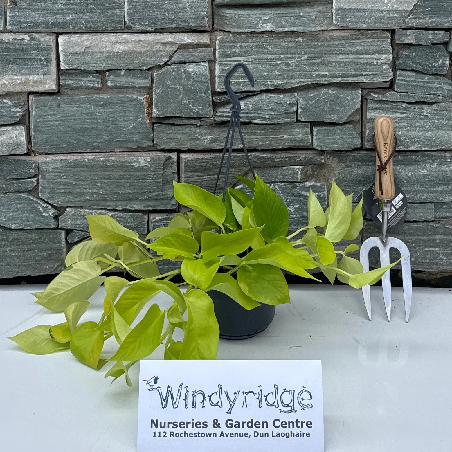 Epipremnum Golden Pothos
