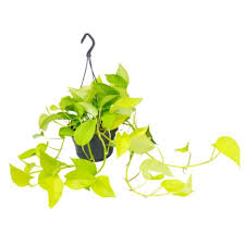 Epipremnum Golden Pothos - Image 2