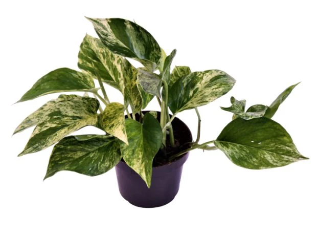 Epipremnum pinn. Marble Queen P12