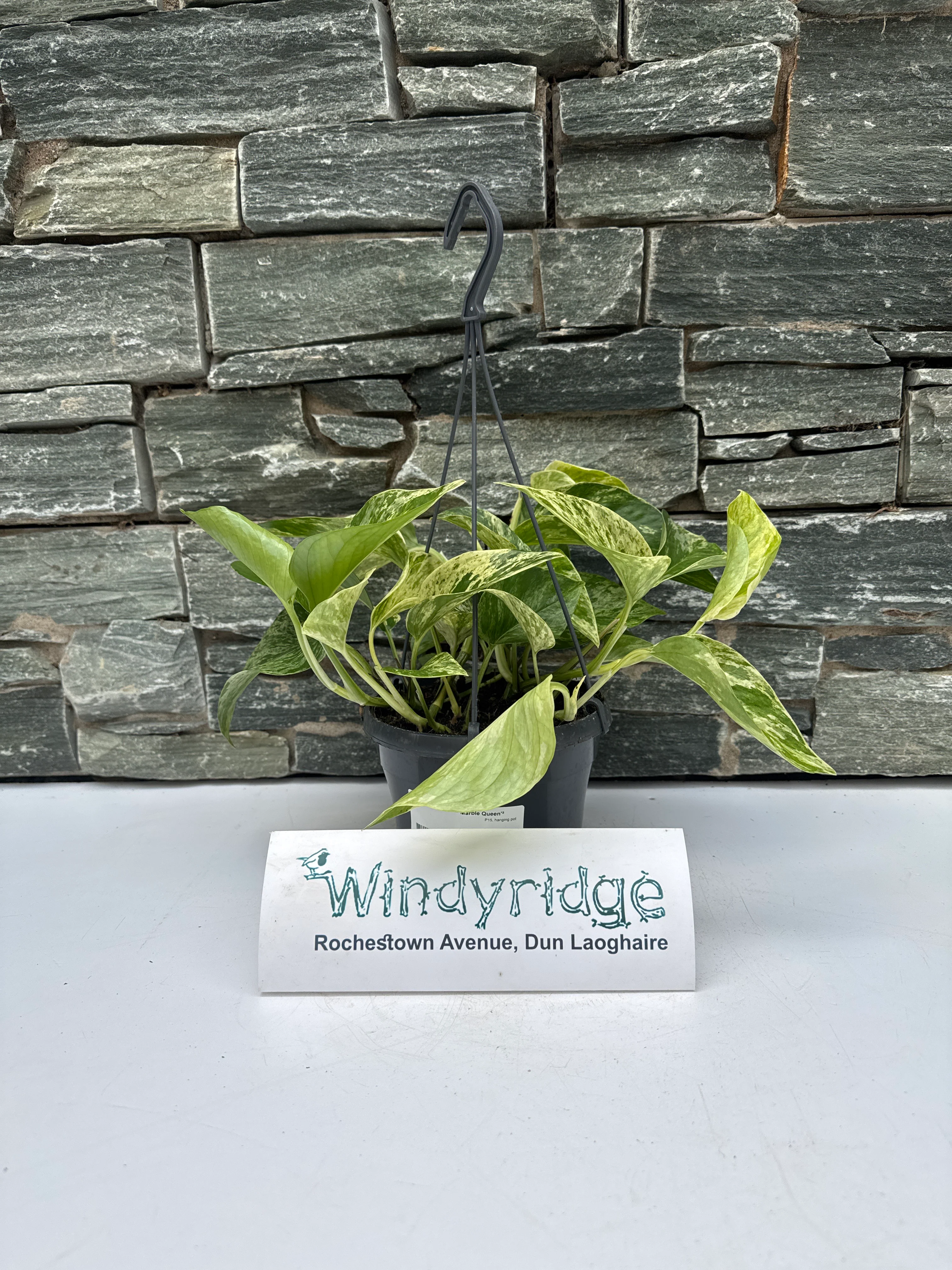 Epipremnum pinn. Marble Queen P15, hanging pot - Image 4