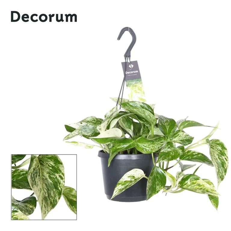 Epipremnum pinn. Marble Queen P18, hanging pot