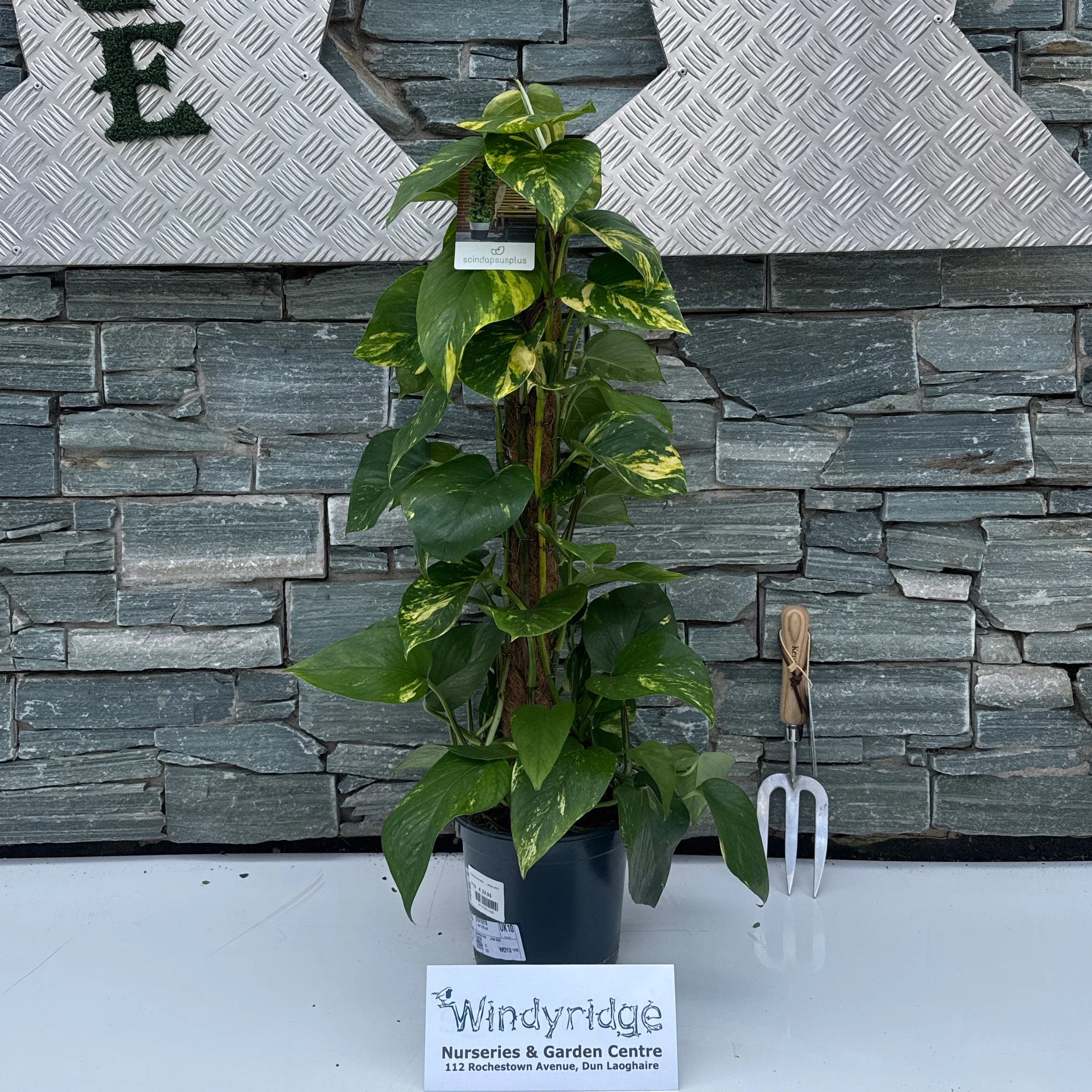 Epipremnum pinn.   ...moss stick