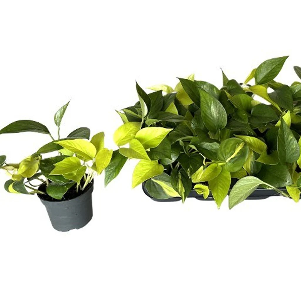 Epipremnum pinn. Tricolore  P12 - Image 2