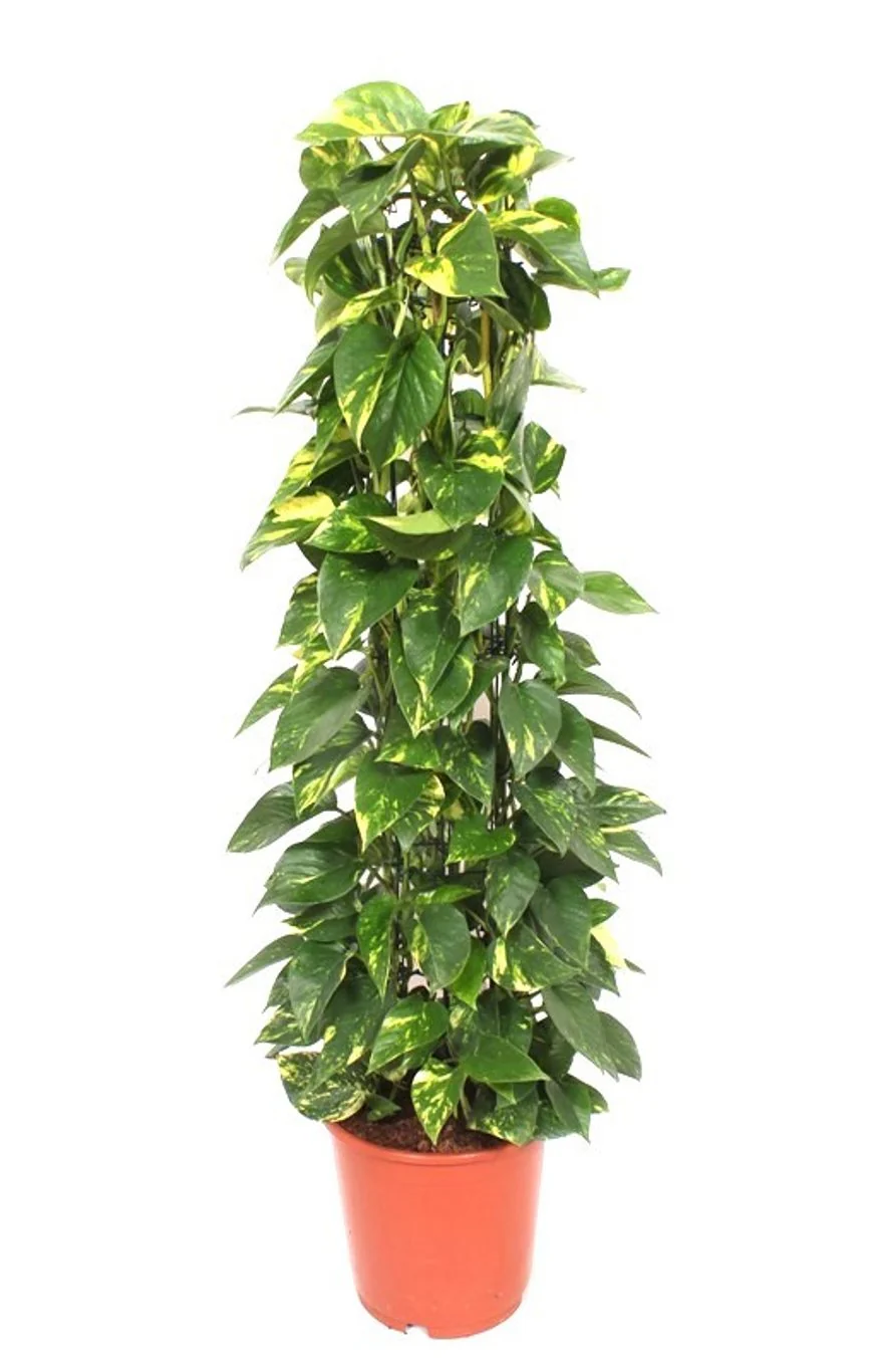 Epipremnum pinnatum 'Aureum'