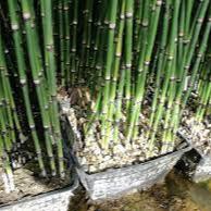 Equisetum hyemale heavy xxl