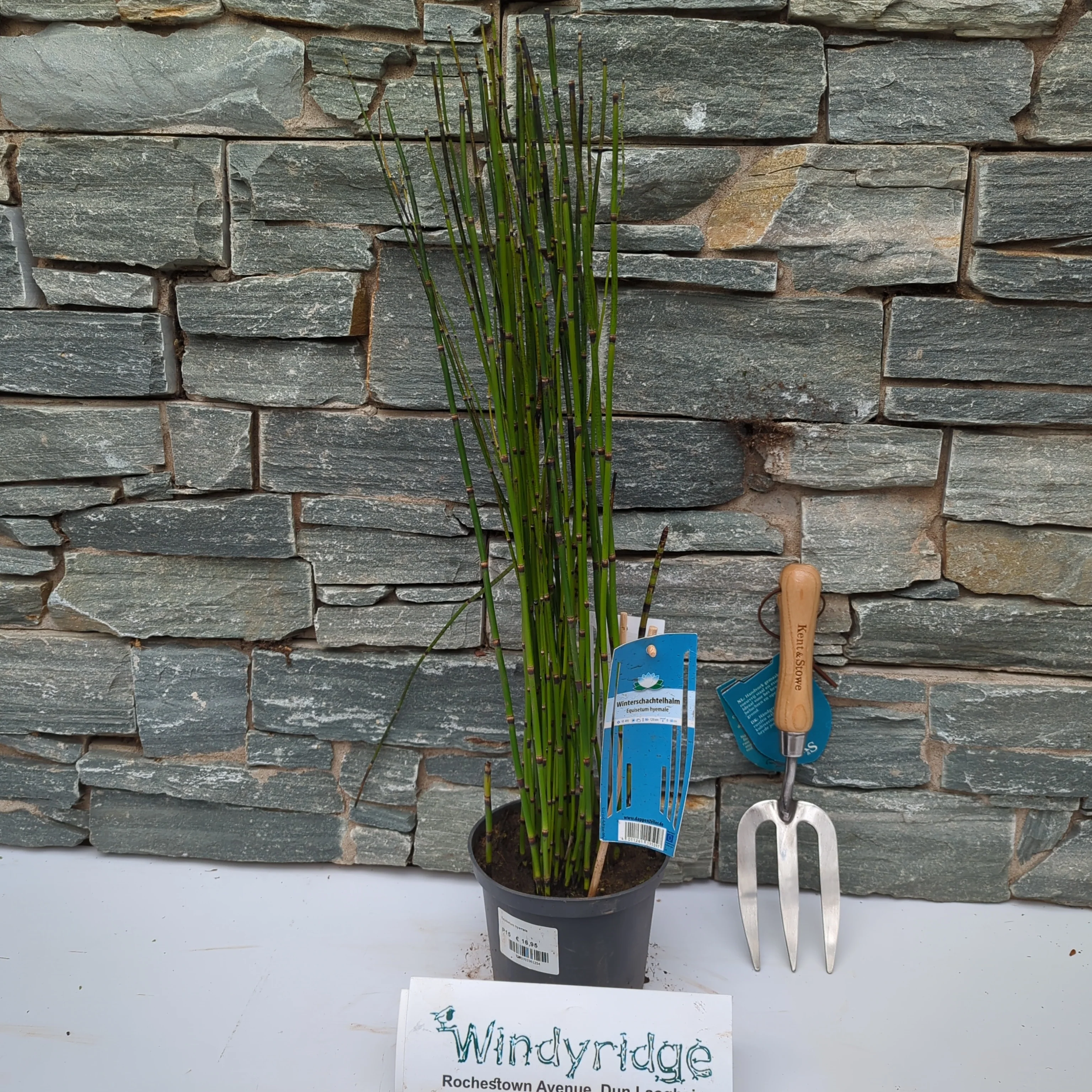 Equisetum hyemale heavy xxl - Image 2