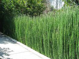 Equisetum hyemale heavy xxl - Image 3