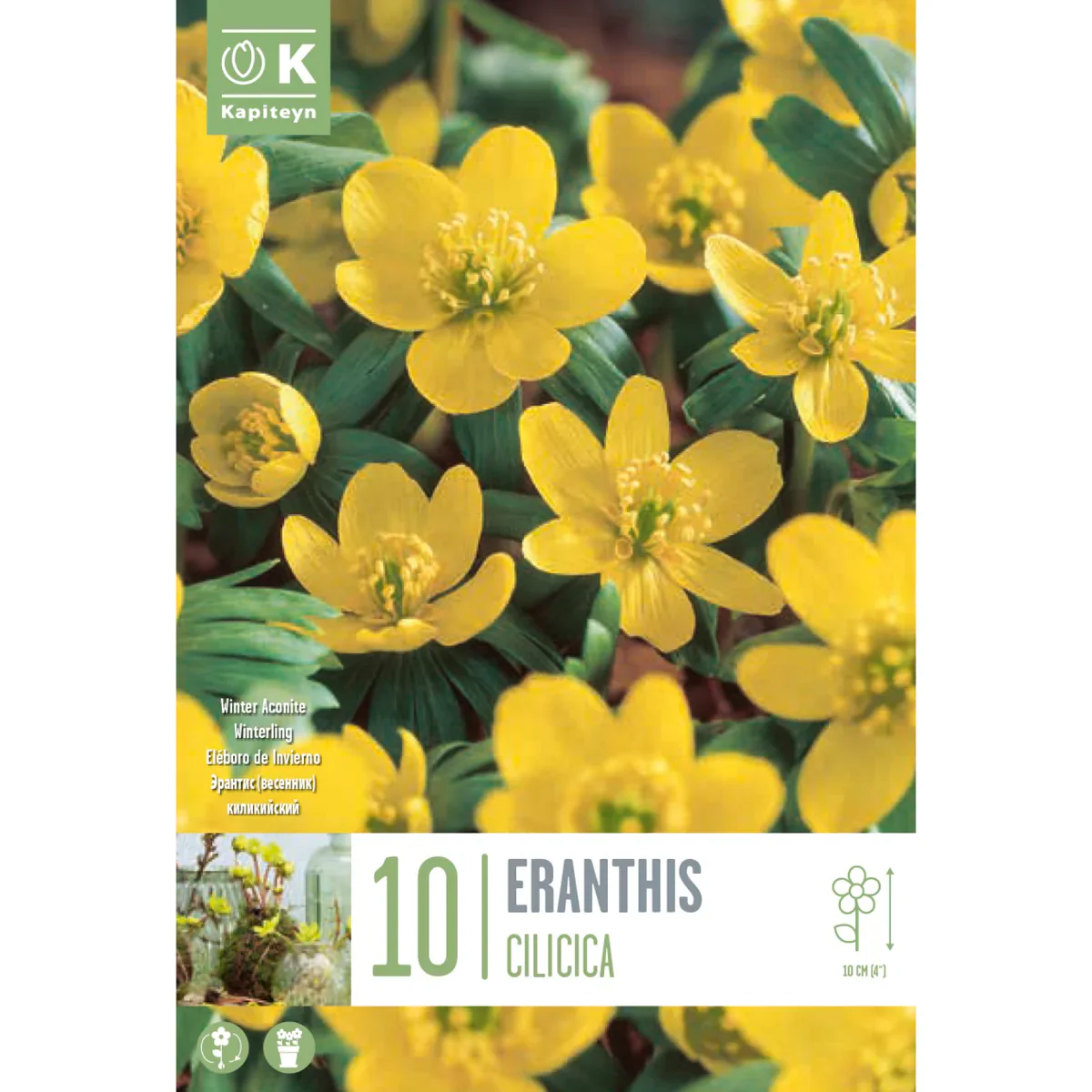 ERANTHIS CILICICA X 10