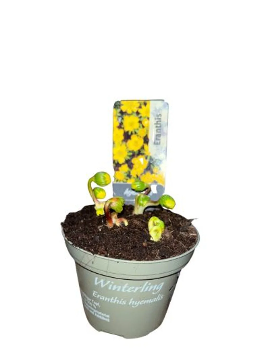 Eranthis hyemalis - Image 3