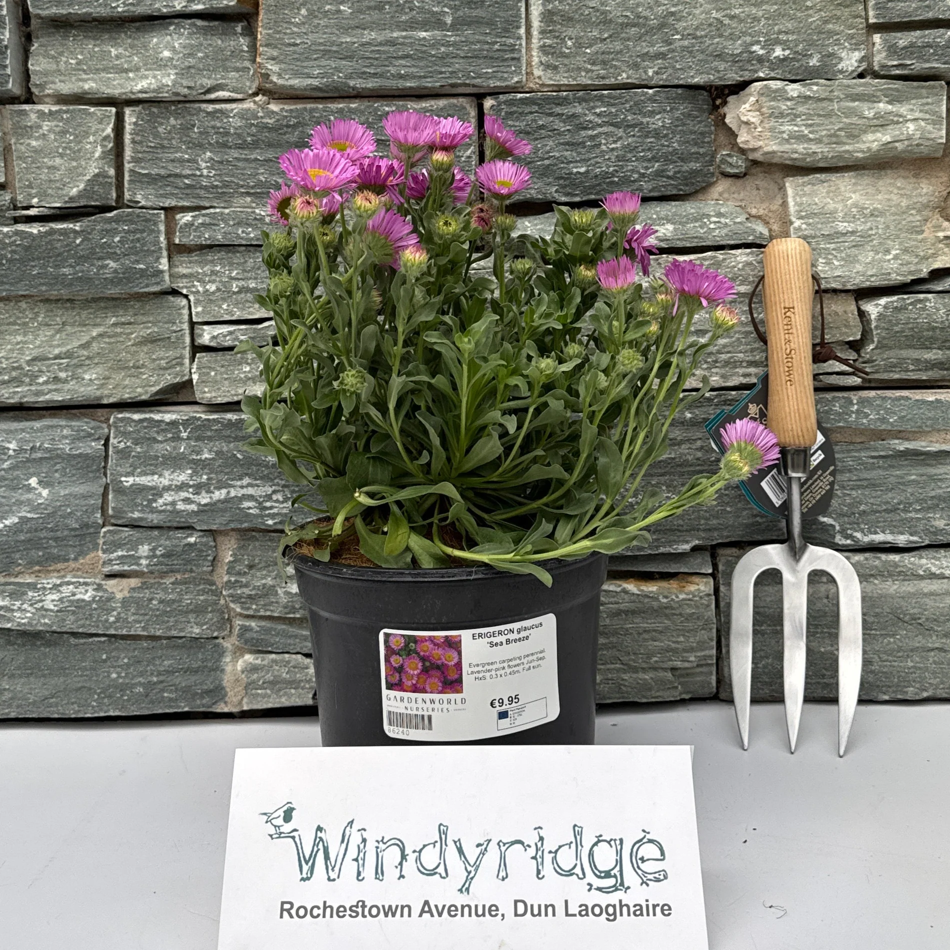 ERIGERON glaucus Sea Breeze - Image 2