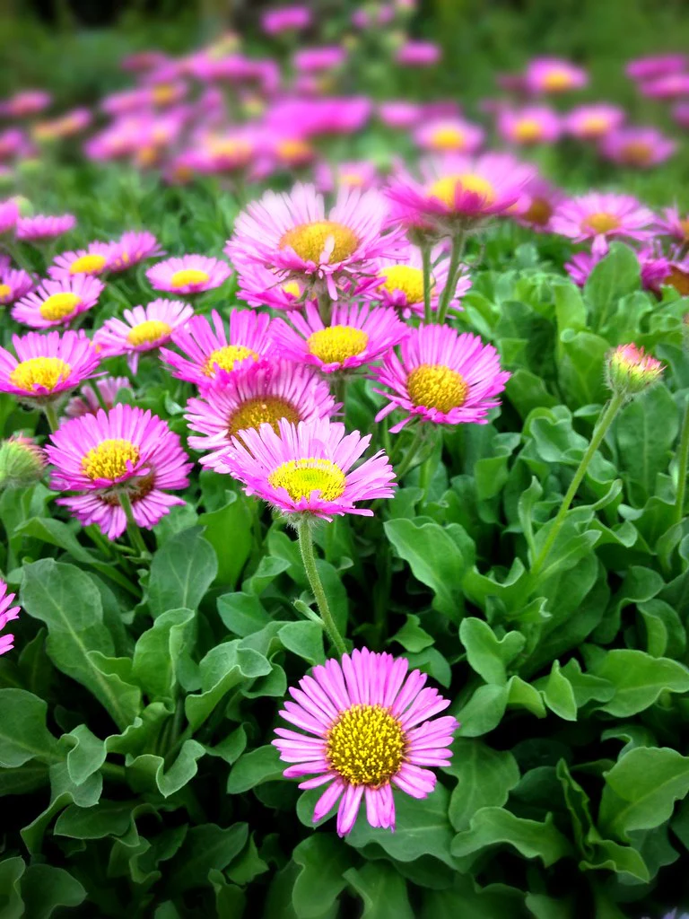 ERIGERON glaucus Sea Breeze - Image 3