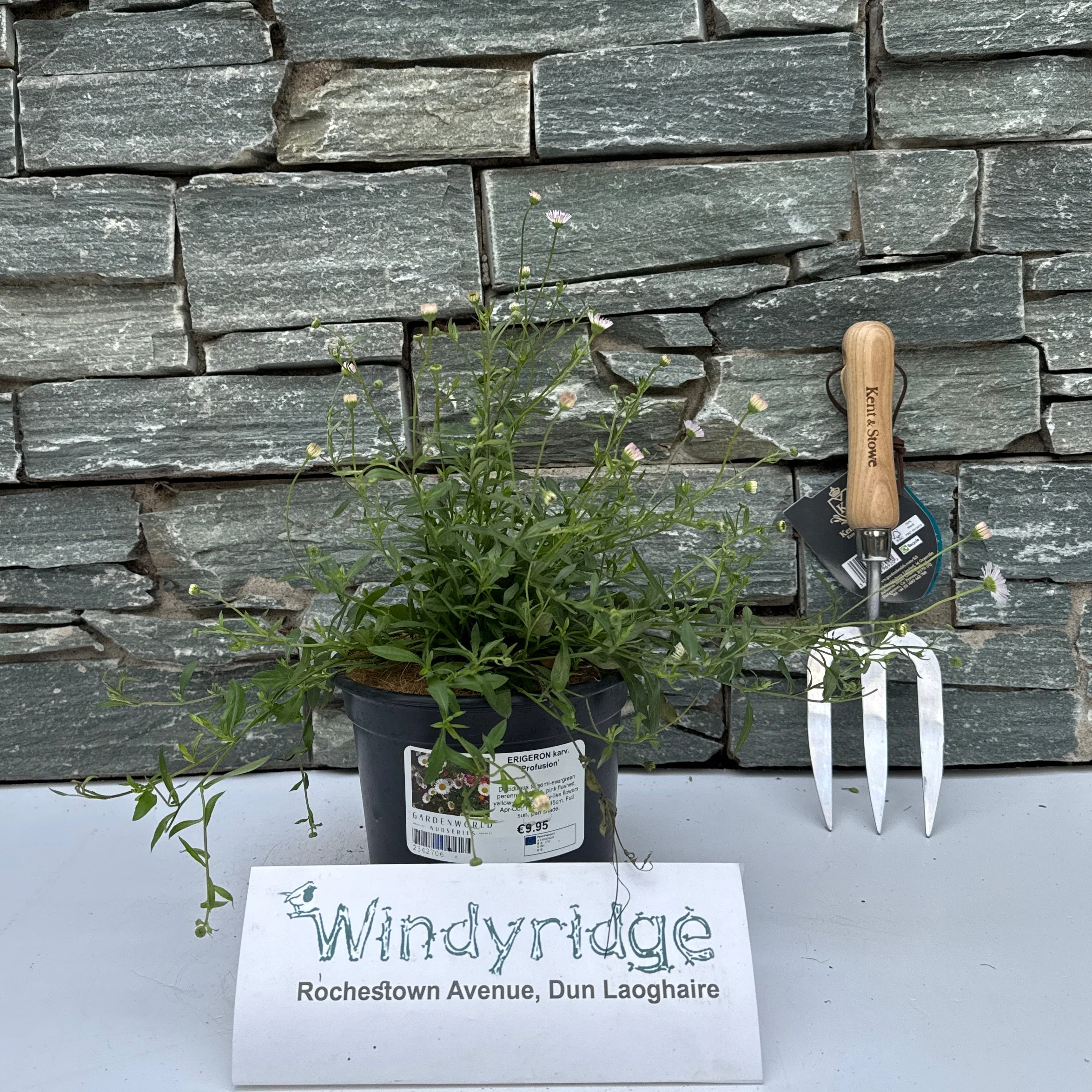 ERIGERON karv. 'Profusion' - Image 2
