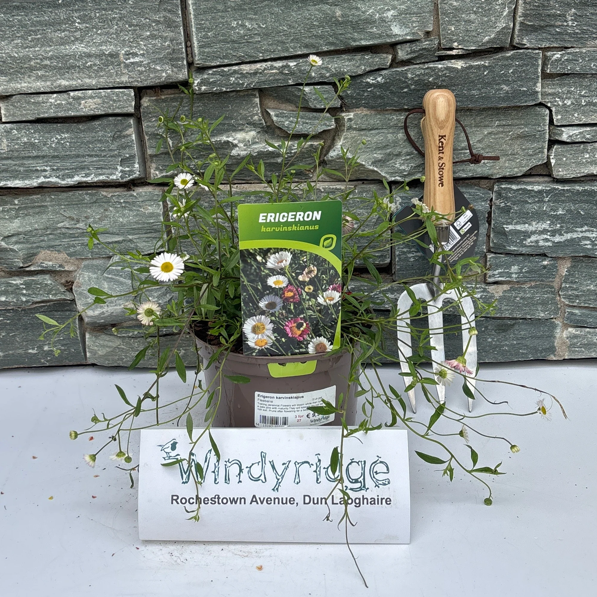 Erigeron karvinskianus  2 Ltr pot