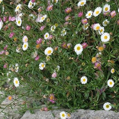 Erigeron karvinskianus  2 Ltr pot - Image 2