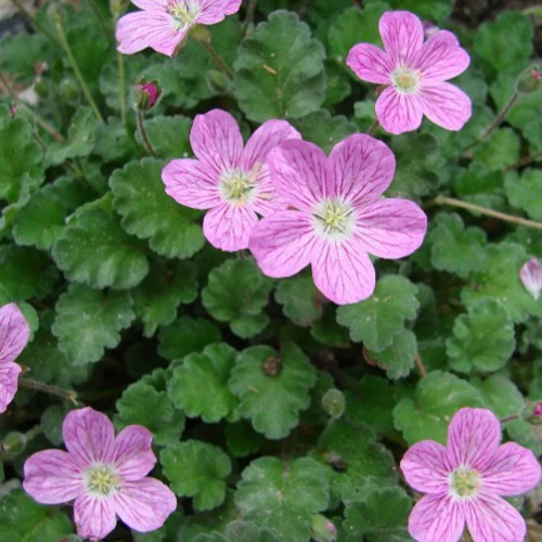 Erodium Bishops Form - Image 3