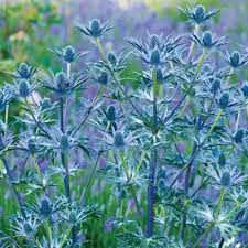 ERYNGIUM 'Big Blue' - Image 3
