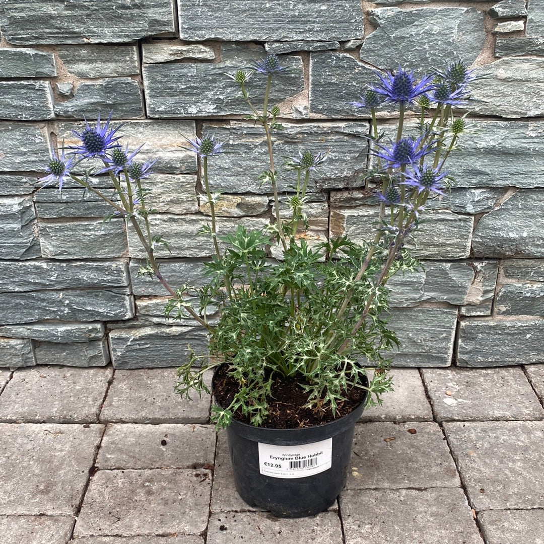 Eryngium Blue Hobbit