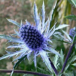 Eryngium Blue Hobbit