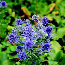 Eryngium bourgatii - Image 4