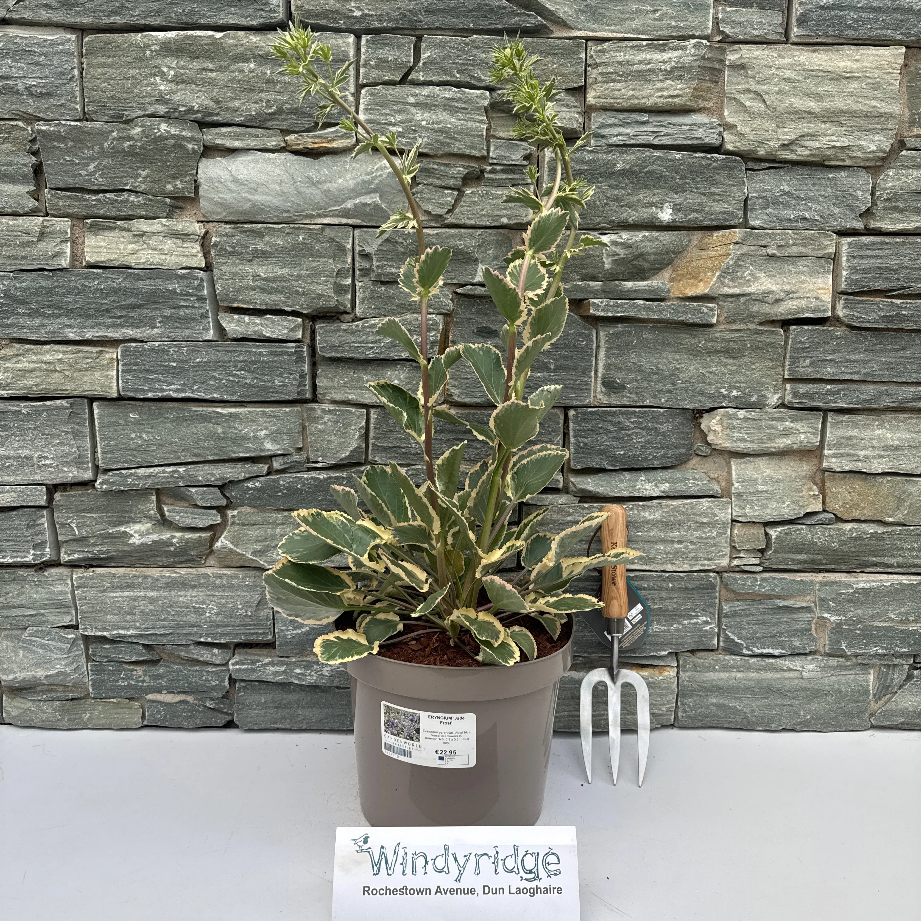 ERYNGIUM Jade Frost - Image 2