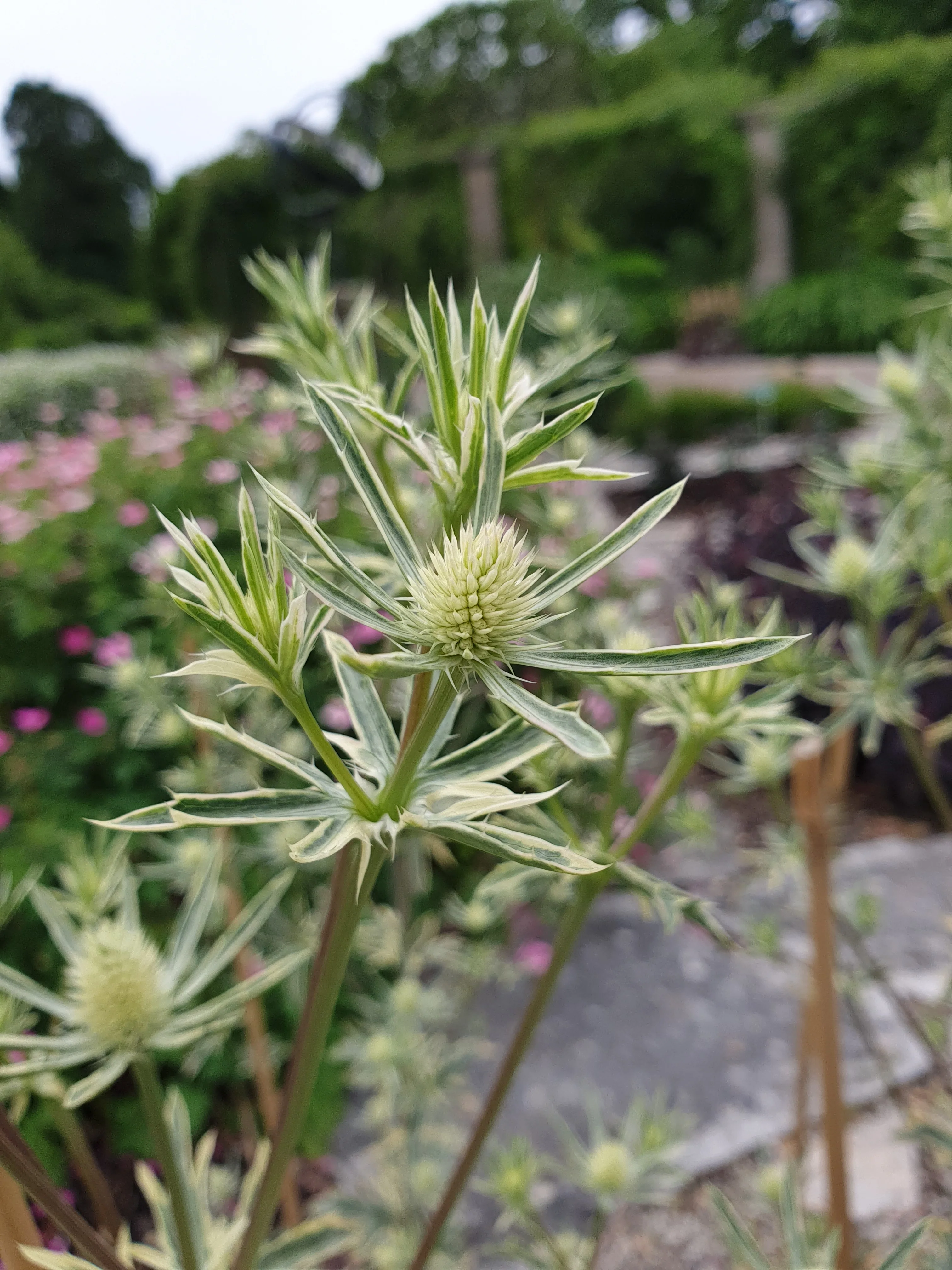 ERYNGIUM Jade Frost - Image 4