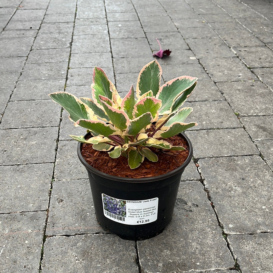 ERYNGIUM Jade Frost - Image 3