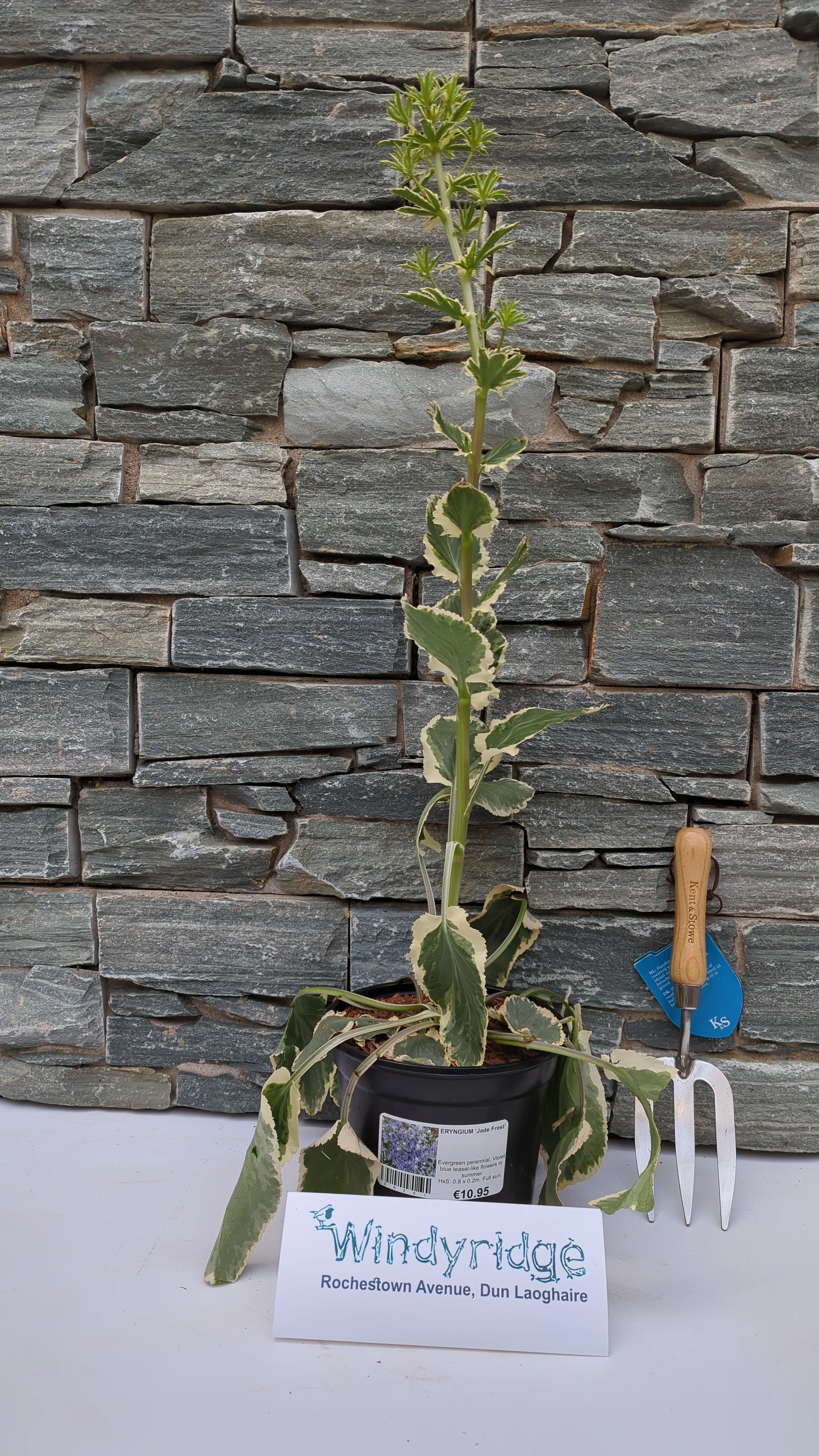 ERYNGIUM Jade Frost - Image 4